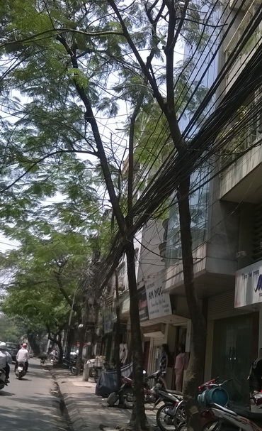 Cây xanh Hà Nội bị lạm dụng đủ kiểu ảnh 6